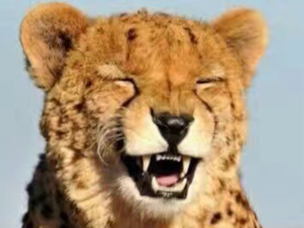 瓜子故事丨愿你學(xué)會，笑著低下頭！